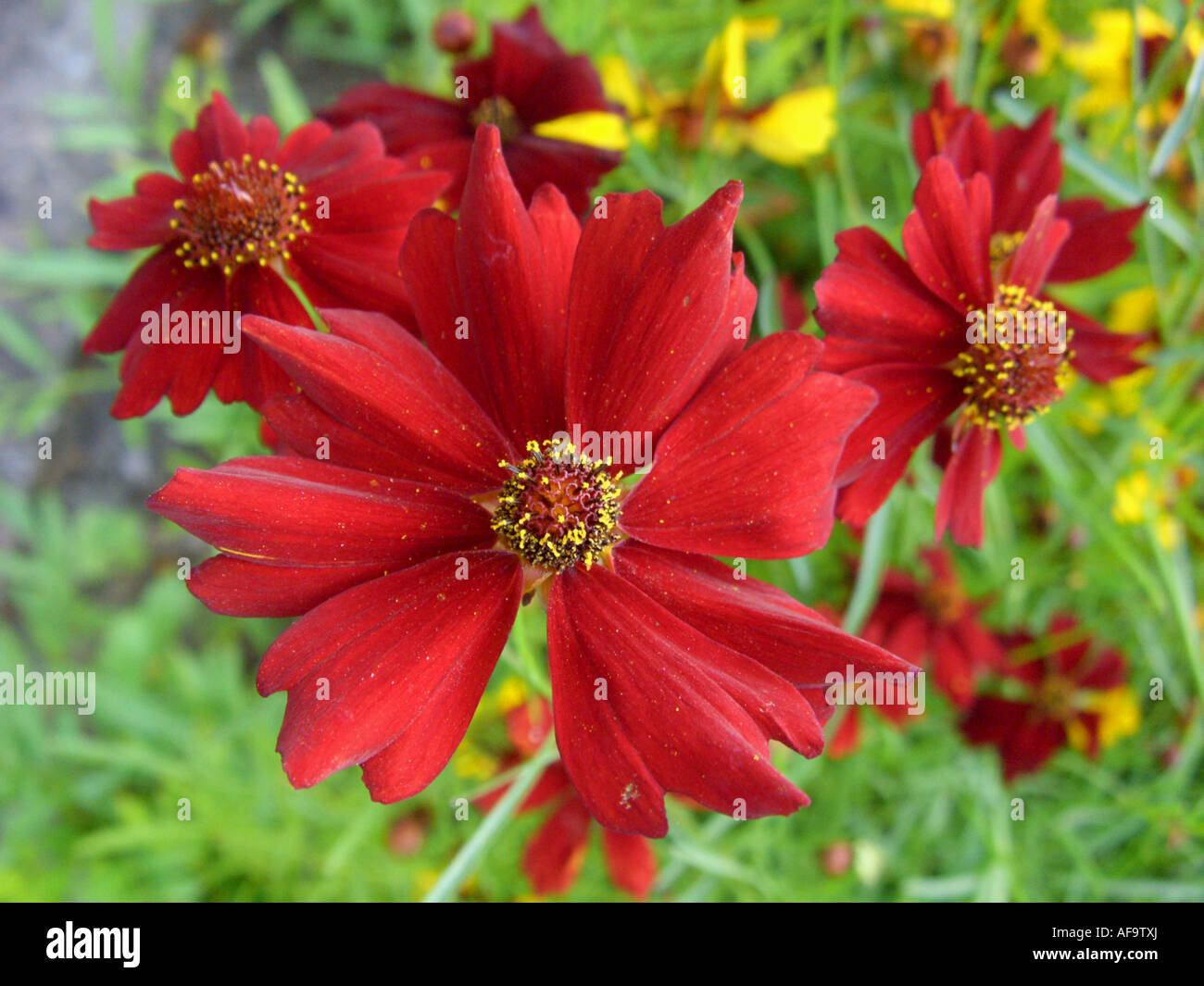 Le pianure coreopsis, dyer's coreopsis, golden tickseed (Coreopsis tinctoria), forma con fiori di colore rosso Foto Stock