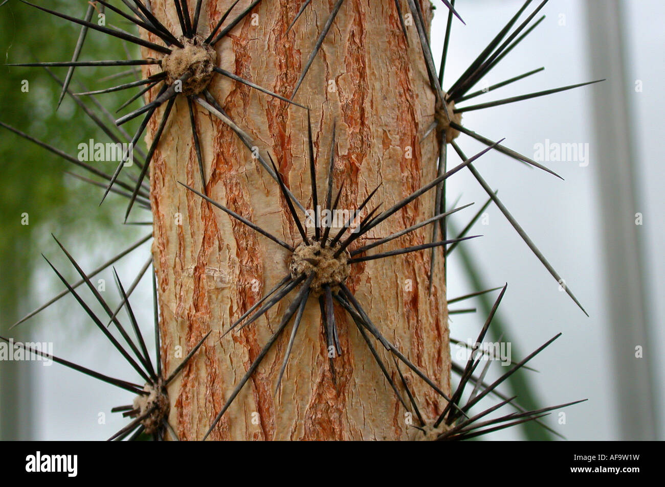 Cactus Rose (Pereskia grandifolia, Rhodocactus grandifolius), stelo con areols di spine Foto Stock