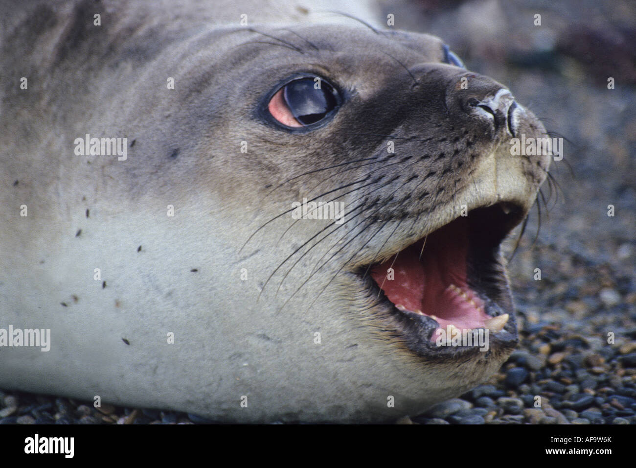 Sud Americana Sea Lion (Otaria byronia), ritratto, Argentina, Punta Valdez Foto Stock