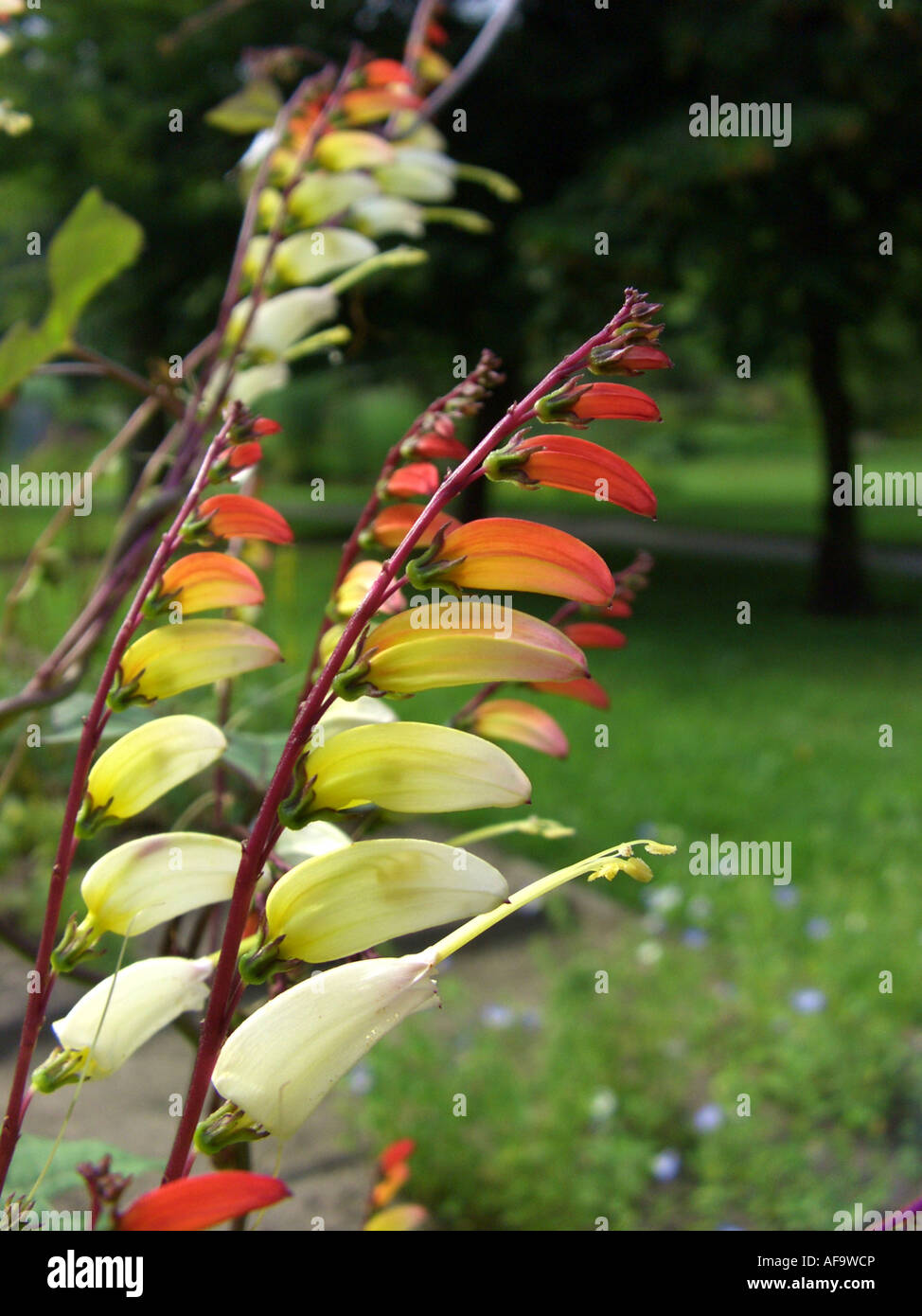 Bandiera spagnola (Quamoclit lobata, Mina lobata, Ipomoea lobata, Ipomoea versicolor), infiorescenze Foto Stock