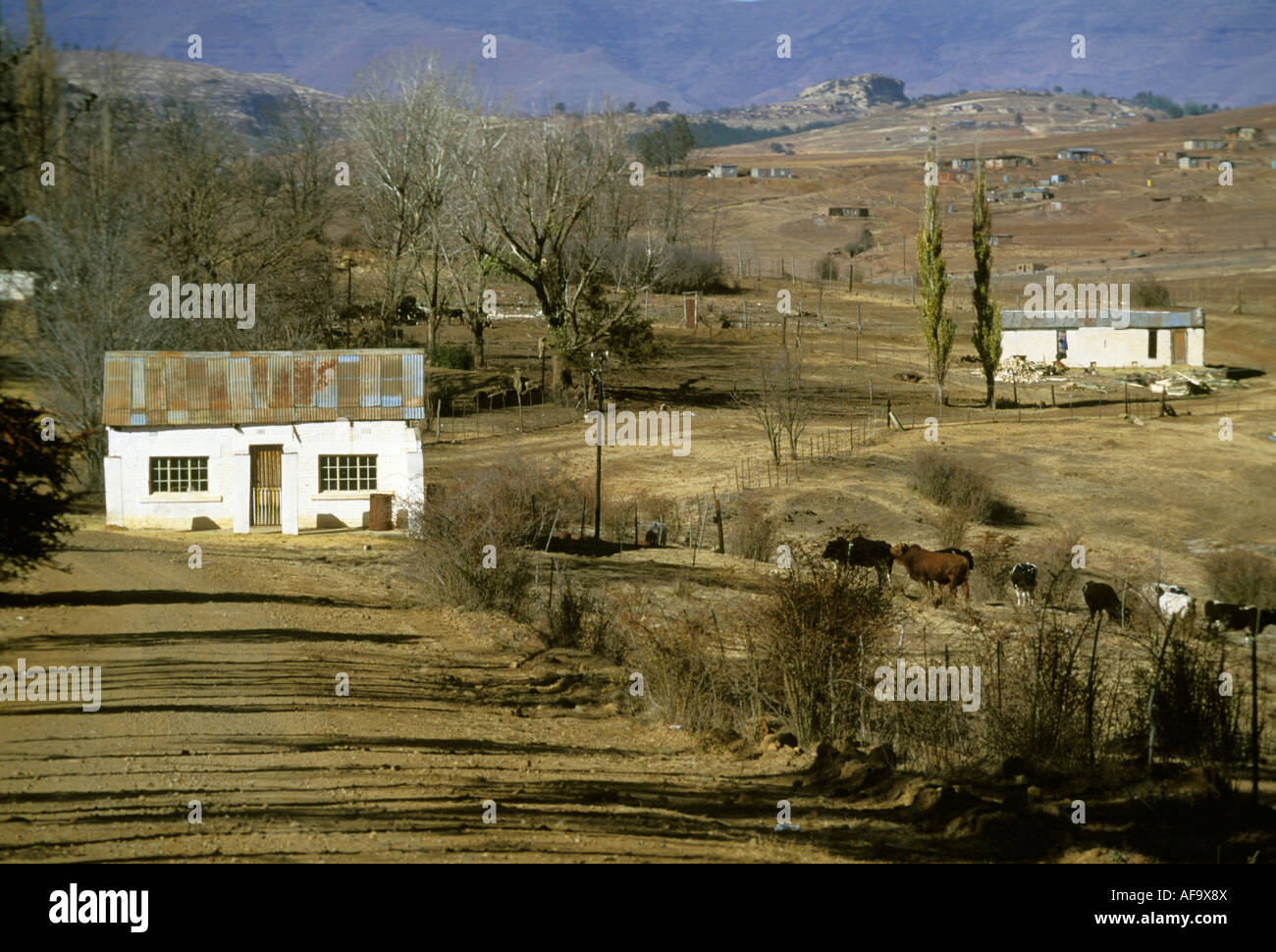 Paesaggio rurale che mostra una piccola fatiscente casa bianca impostato in un semi-arido area montuosa, con le mucche al pascolo nelle vicinanze di Campo. Foto Stock