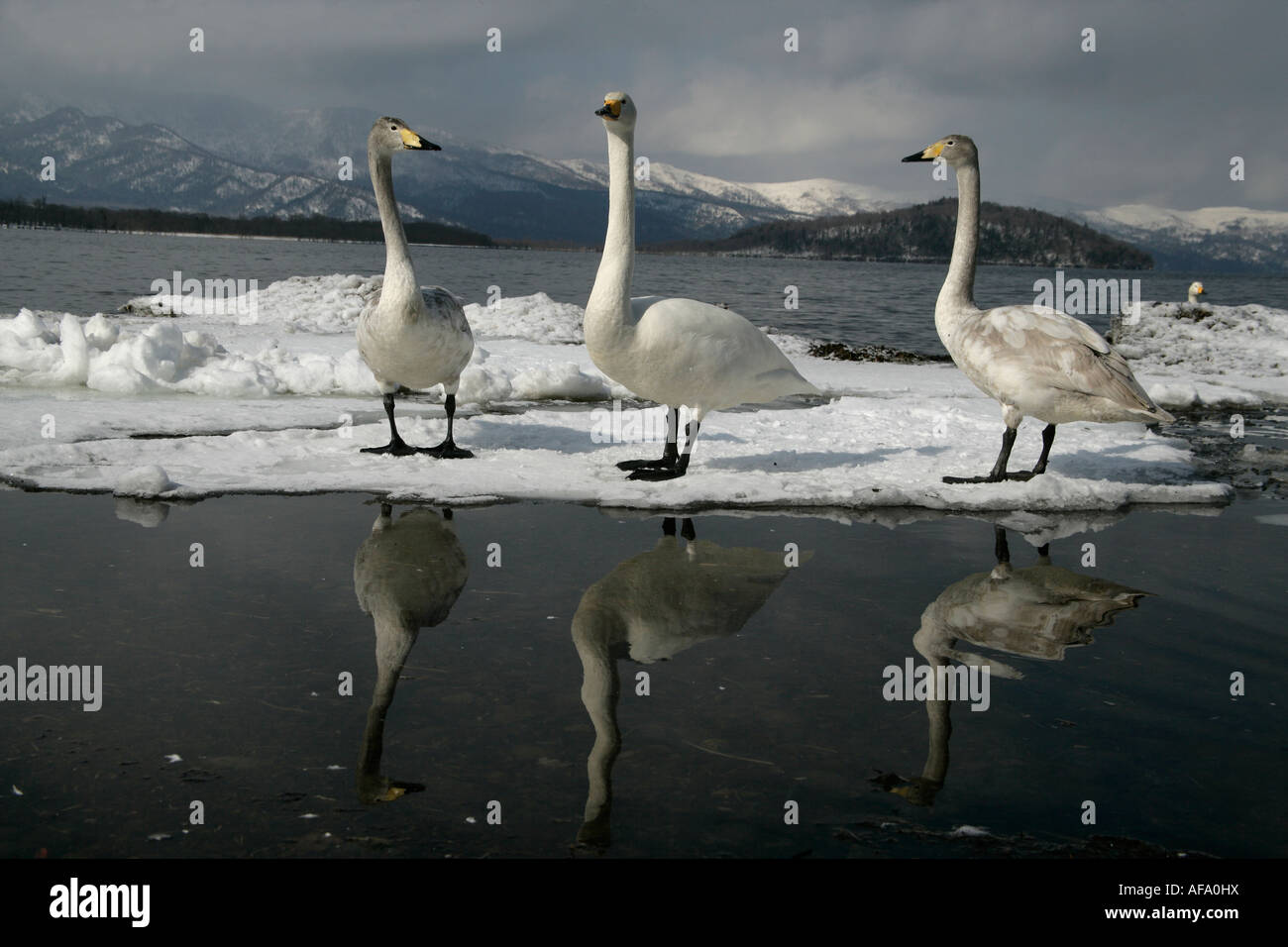 Whooper swan Cygnus cygnus Giappone Foto Stock