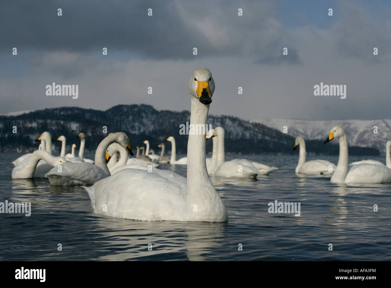 Whooper swan Cygnus cygnus Giappone Foto Stock