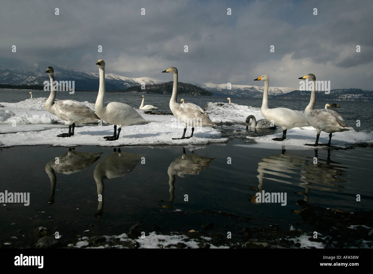 Whooper swan Cygnus cygnus Giappone Foto Stock
