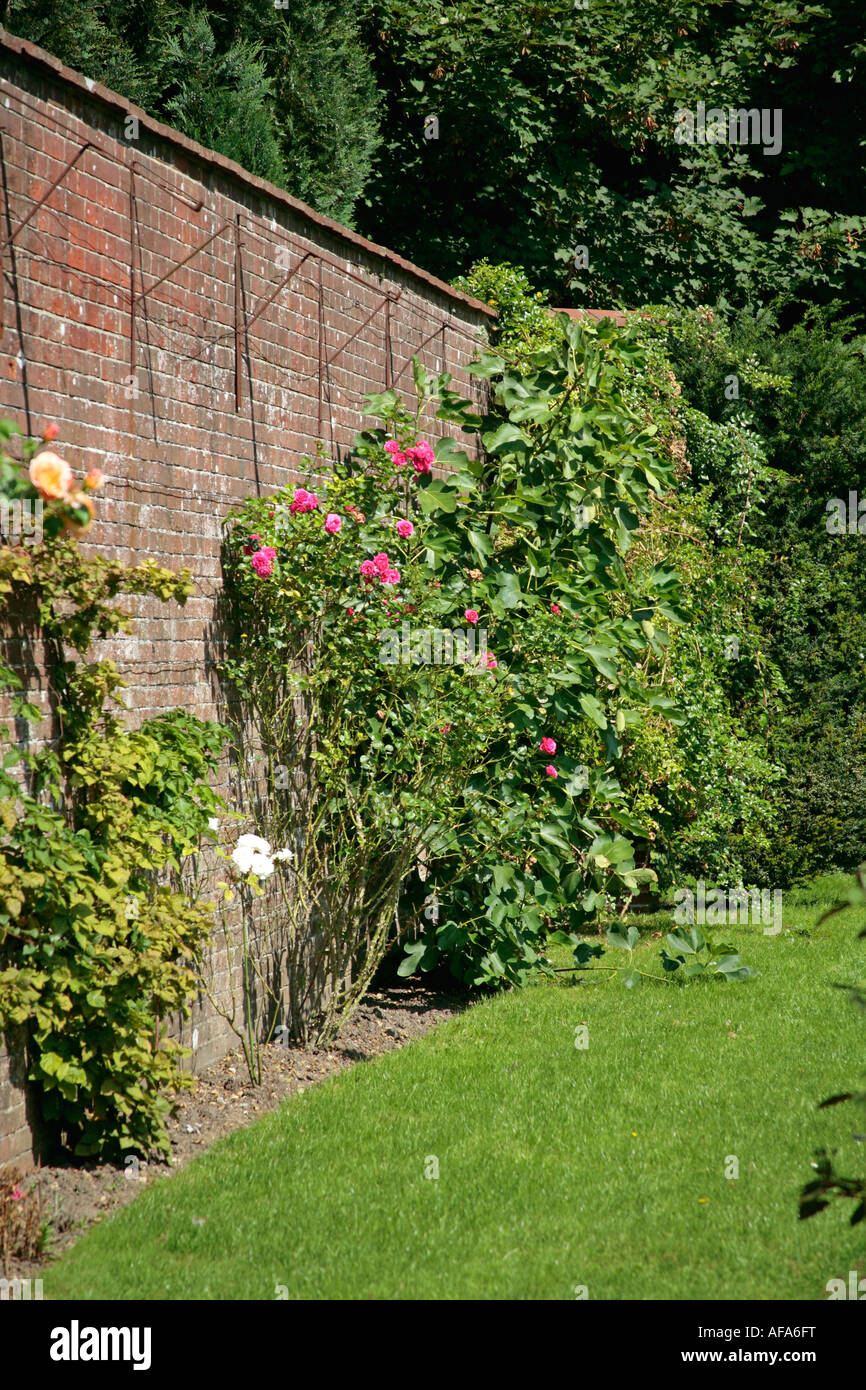 Le rose sono addestrate a crescere lungo il muro del giardino in Sussex, Inghilterra Foto Stock