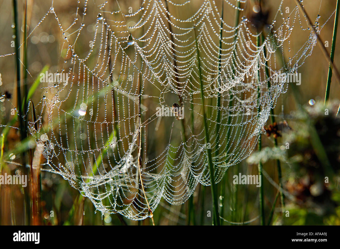 Close up di ragni web delineato con minuscoli dewdrops piccolo ragno al centro del web Western Scotland Regno Unito Foto Stock