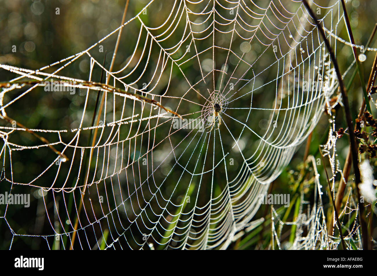 Close up spider s web delineato con dewdrops minuscola spider al centro del web Western Scotland Regno Unito Foto Stock