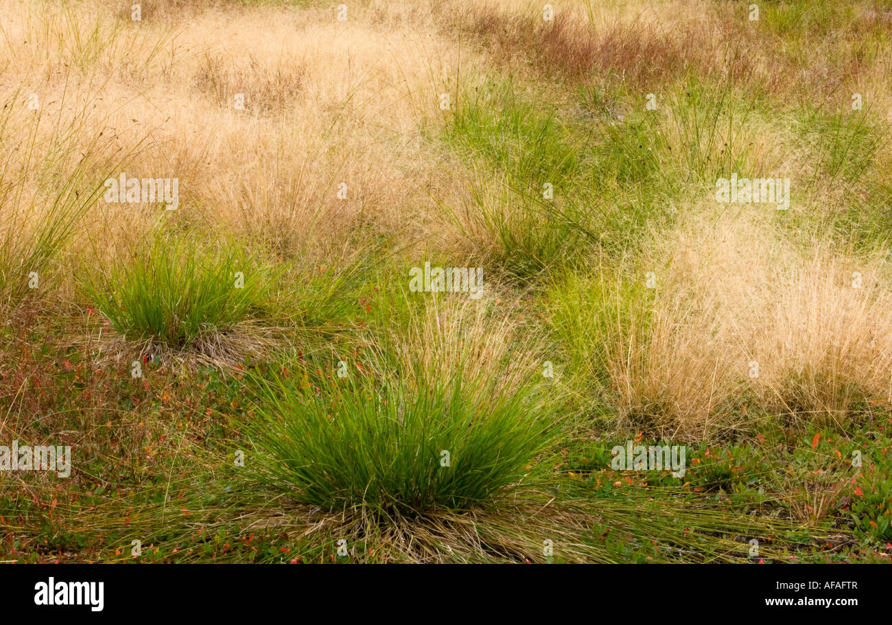 Nella tarda estate del prato di graminacee e Bebbs sedge maggiore Sudbury, Ontario, Canada Foto Stock