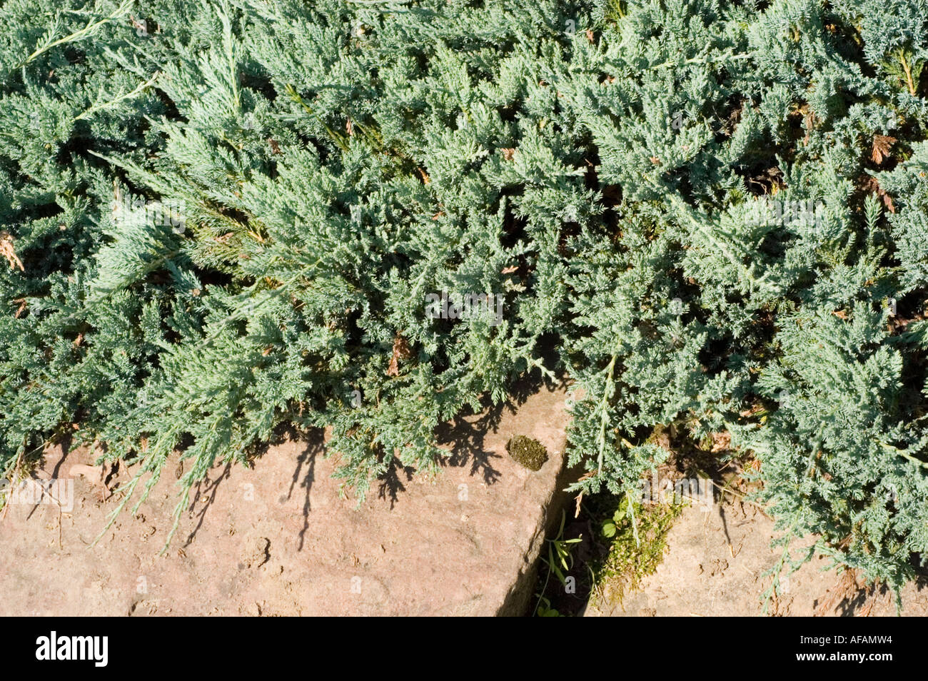 Il ginepro strisciante Cupressaceae Juniperus horizontalis Blue Chip Foto Stock