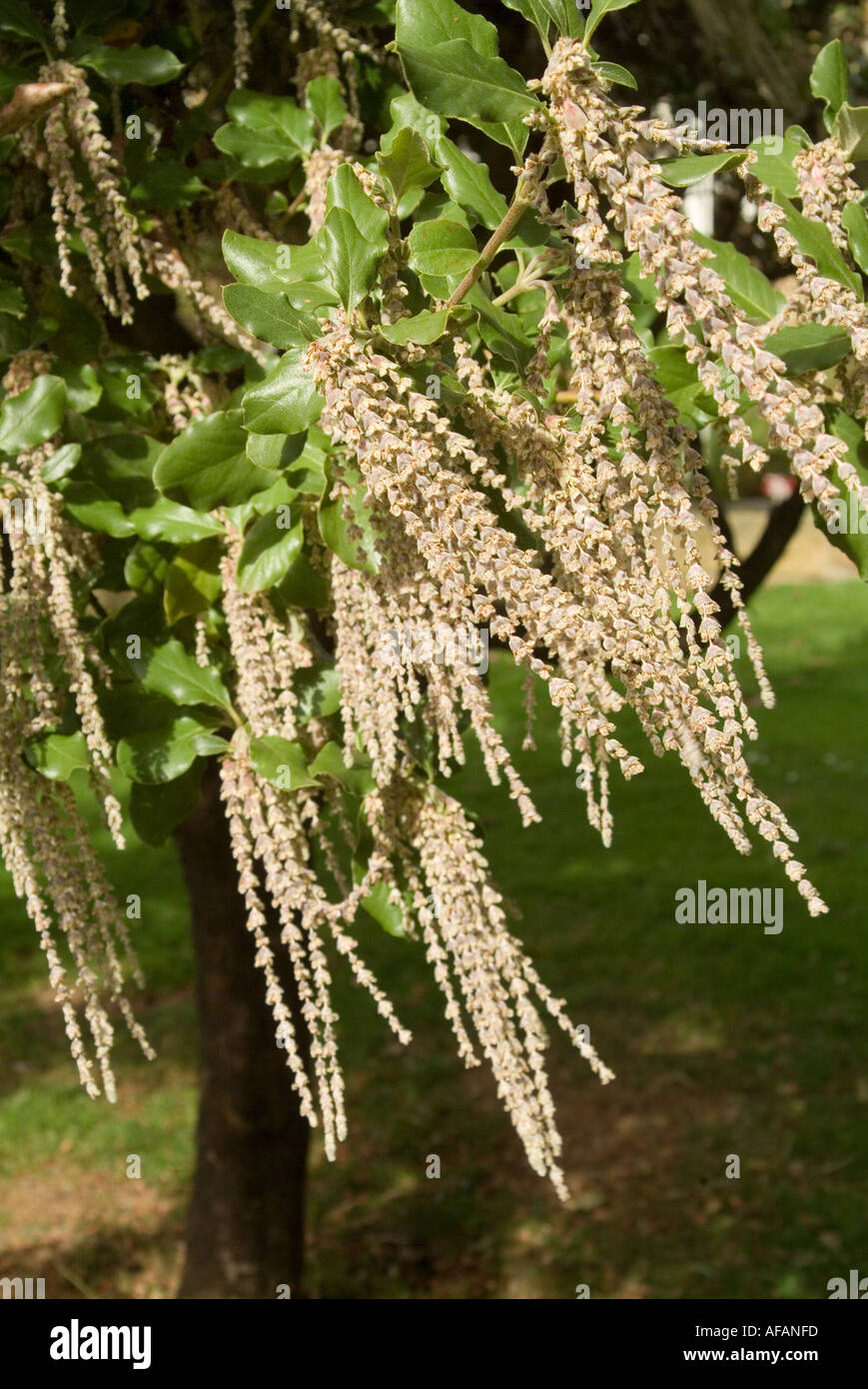 Californian tassle bush Garrya Elliptica Foto Stock