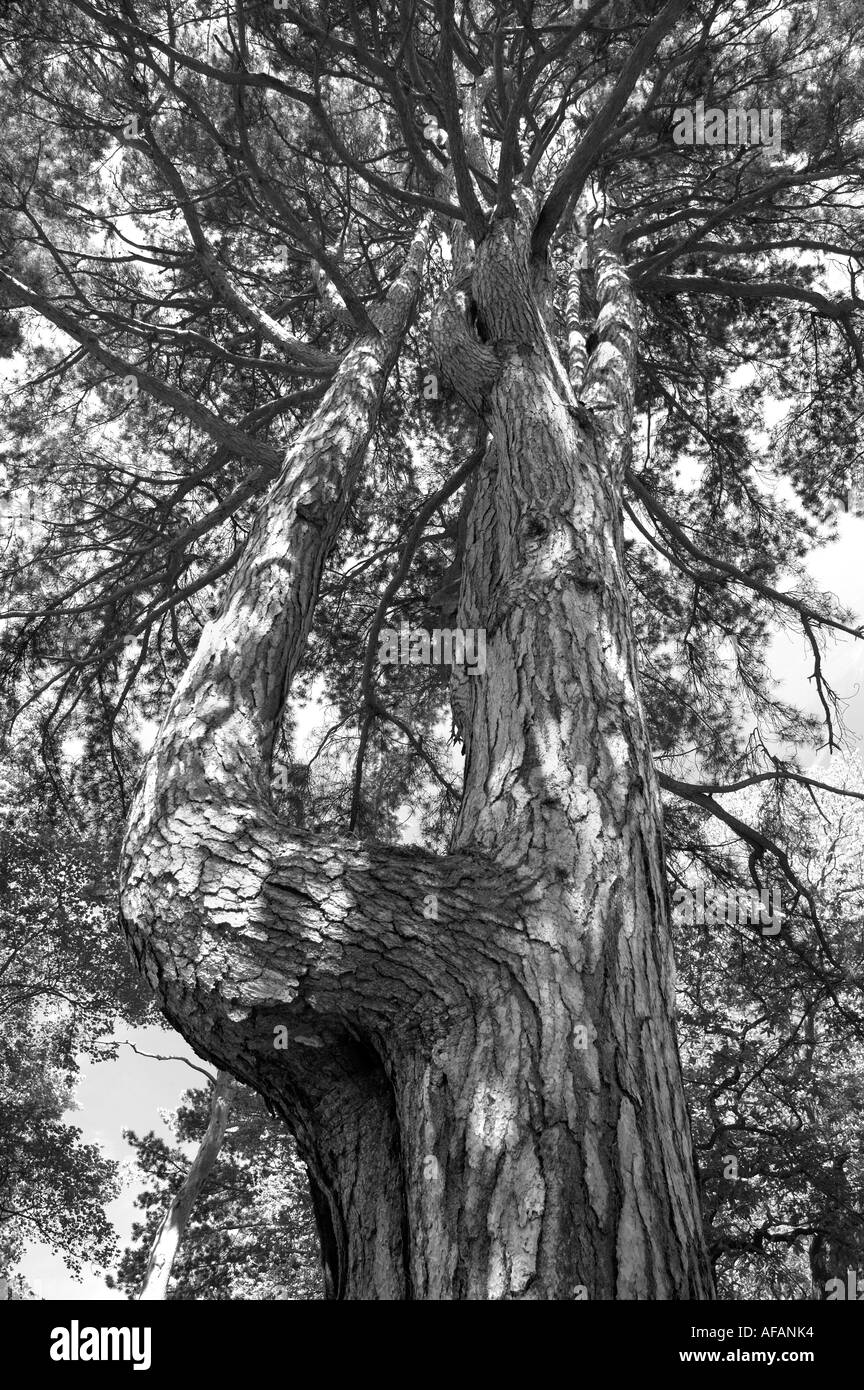 Crimea Pine Pinus nigra caramanica Foto Stock