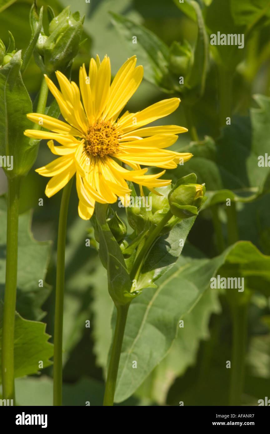 Fiori gialli di impianto di coppa Asteraceae Silphium perfoliatum USA Foto Stock
