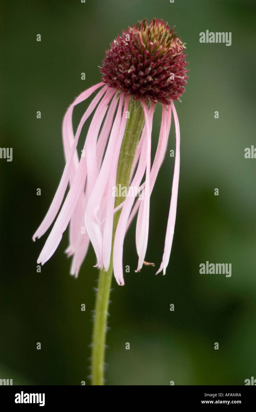 Fiore medicinale Echinacea Black Sampson Purple Coneflower (Rudbeckia Missouri Snakeroot) con petali rosa gocciolanti e cono scuro su stelo verde. Foto Stock