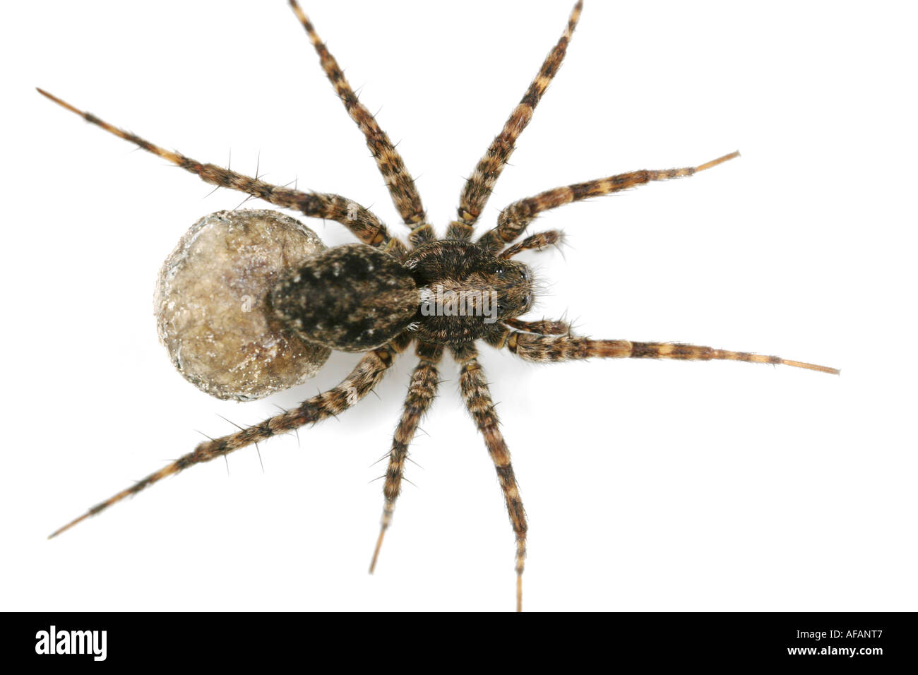 Close up di una femmina di Lupo Spider, Pardosa Amentata su sfondo bianco, lei sta portando un uovo sac Foto Stock