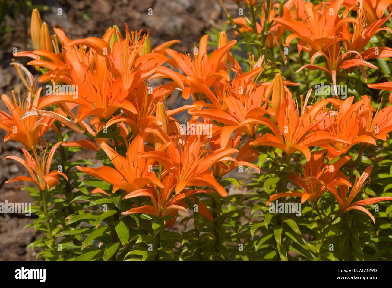 Vibrante gruppo di fiori di giglio della Casa d'Orange o di lilaceae lilium in piena fioritura, con petali rosso-arancio e fogliame verde. Foto Stock