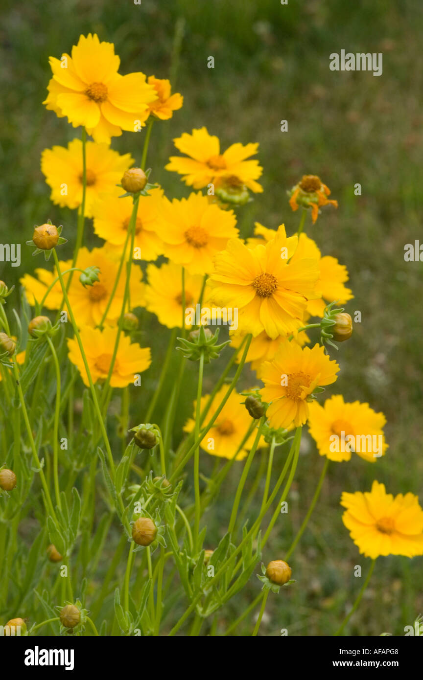 Fiori gialli di Coreopsis o calliopsis o tickseed Asteraceae Coreopsis grandiflora Sunburst Foto Stock