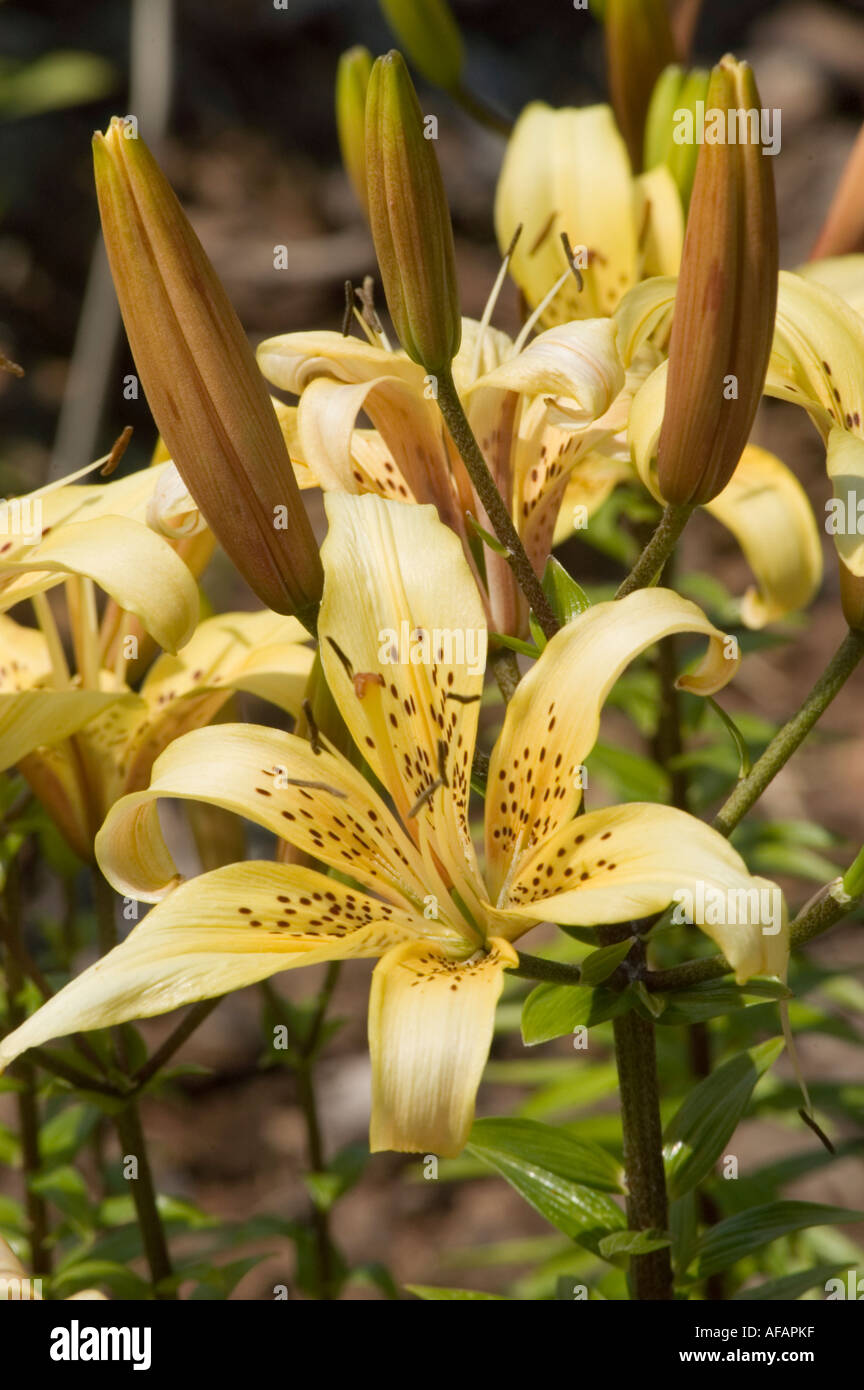 Giallo bruno fiore closeup indiana di cameriera giglio di giorno o daylily lilaceae lilium Foto Stock