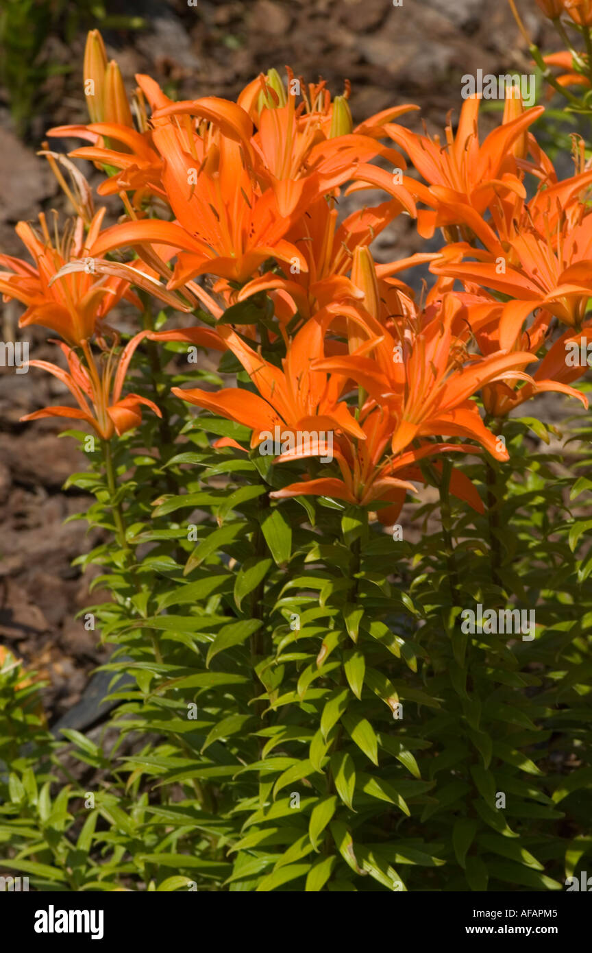 Vivace primo piano dei fiori di giglio della Casa d'Orange, con petali di arancio rosso brillante e fogliame verde in un giardino. Foto Stock