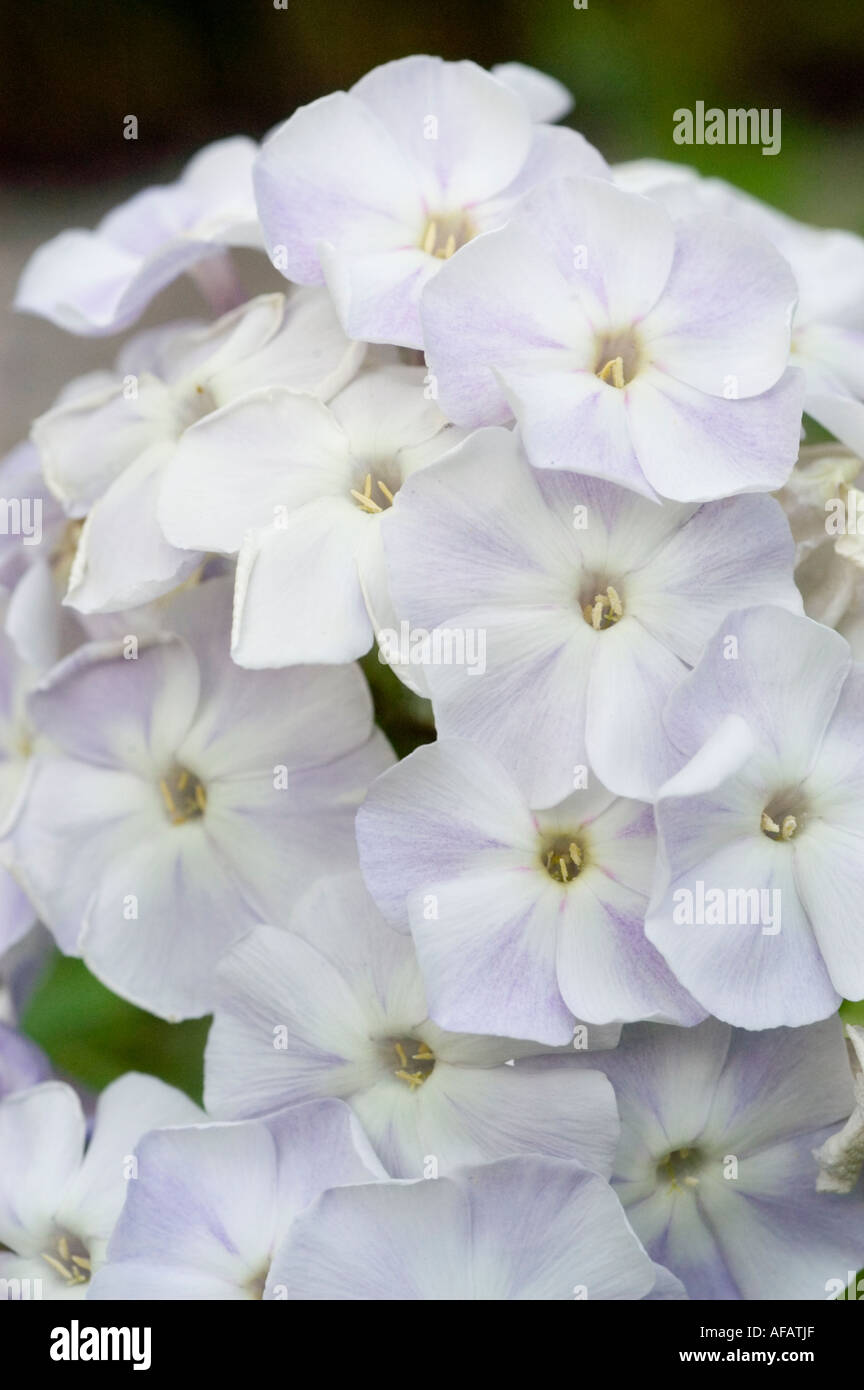 Primo piano di splendidi fiori di Hydrangea macrophylla bianchi e viola chiaro in un morbido gruppo di giardini. Foto Stock
