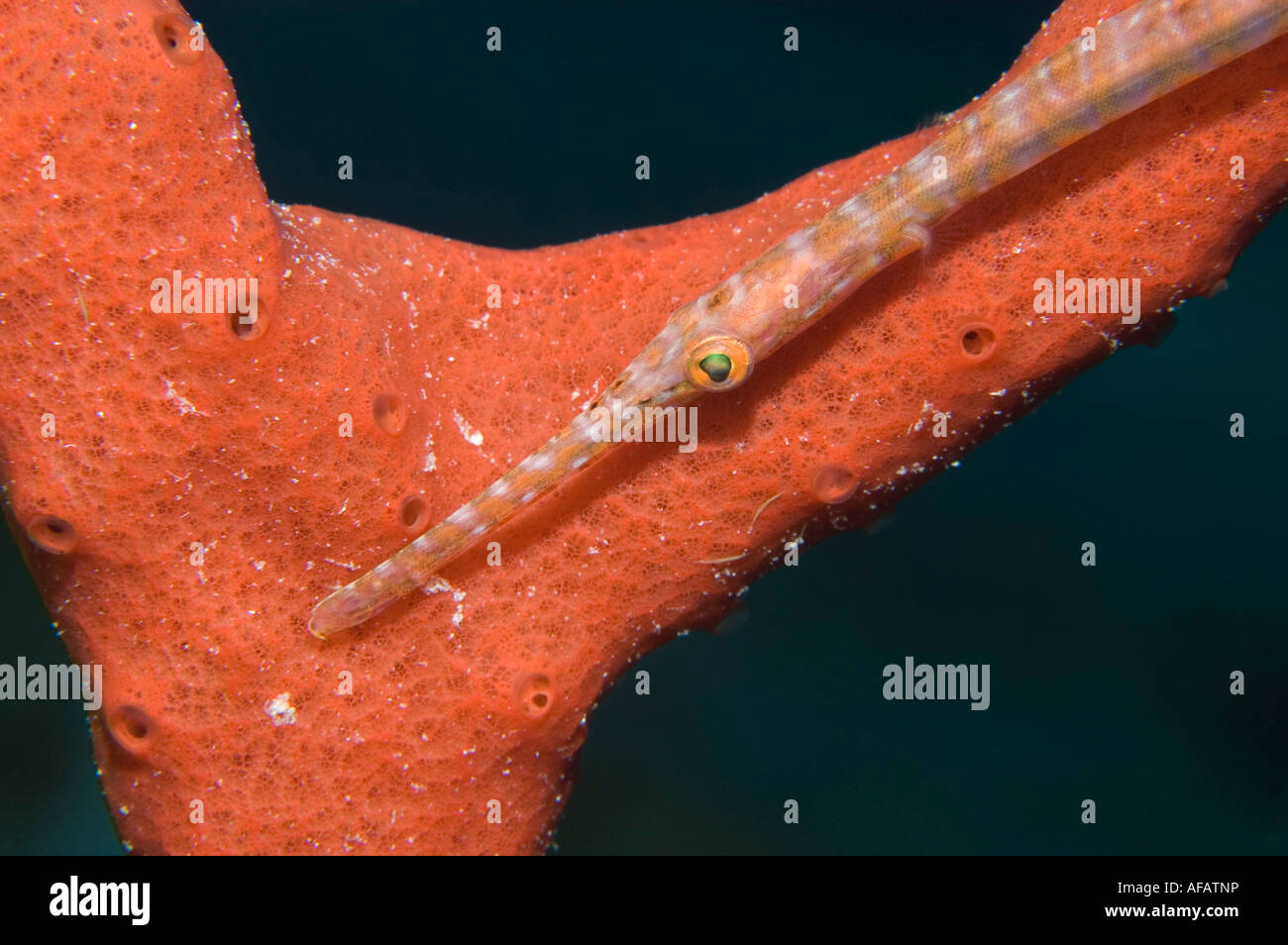 I capretti trumpetfish su una spugna in Little Cayman Foto Stock