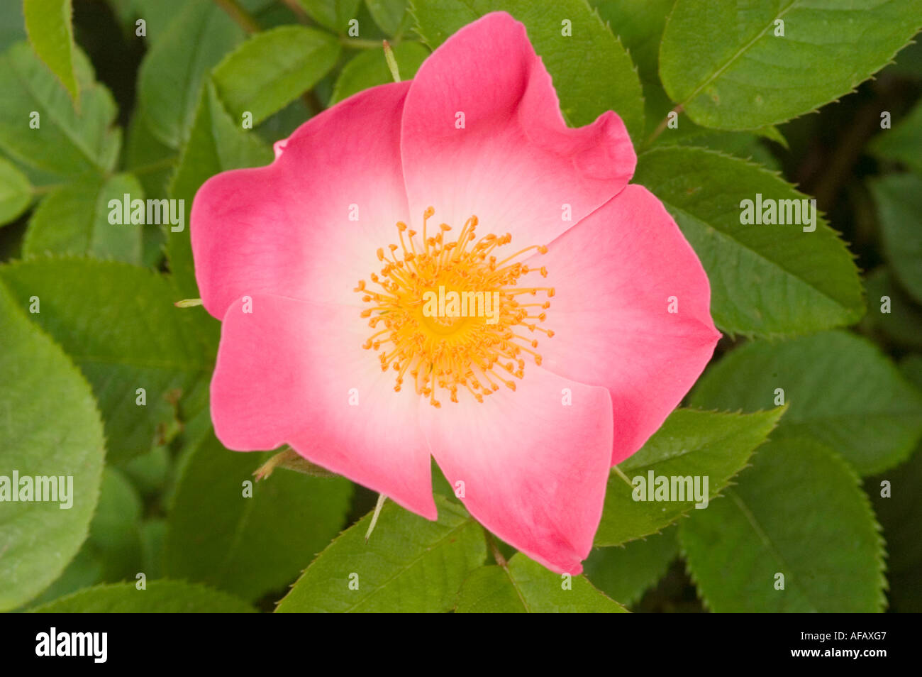 Rosa e rosa gialla fiore closeup Rose Rosaceae Rosa x bifera remontanty Sir du President Porchet Foto Stock