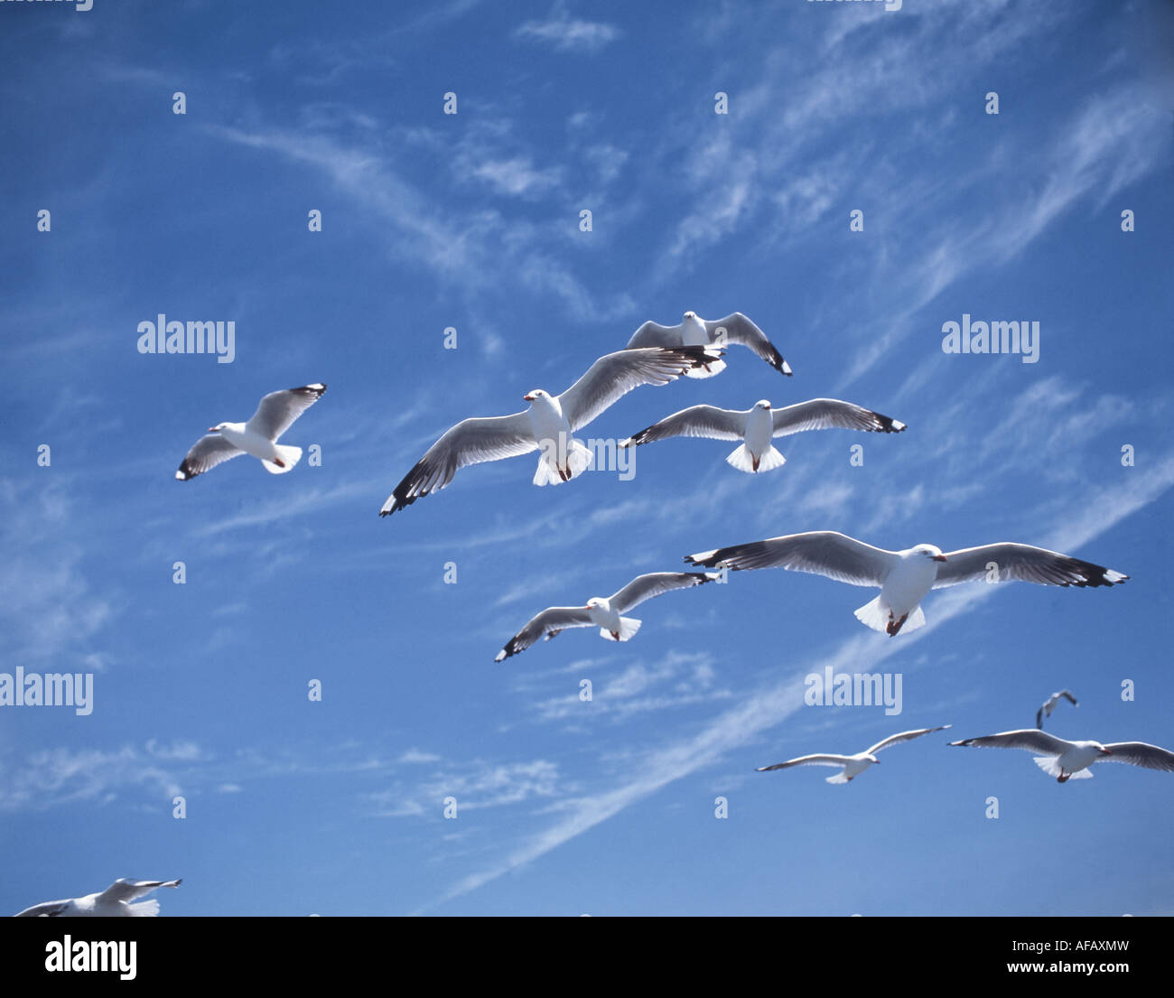 Flock of Seagulls contro il cielo blu, Kaikoura, regione di Canterbury, Isola del Sud, Nuova Zelanda Foto Stock