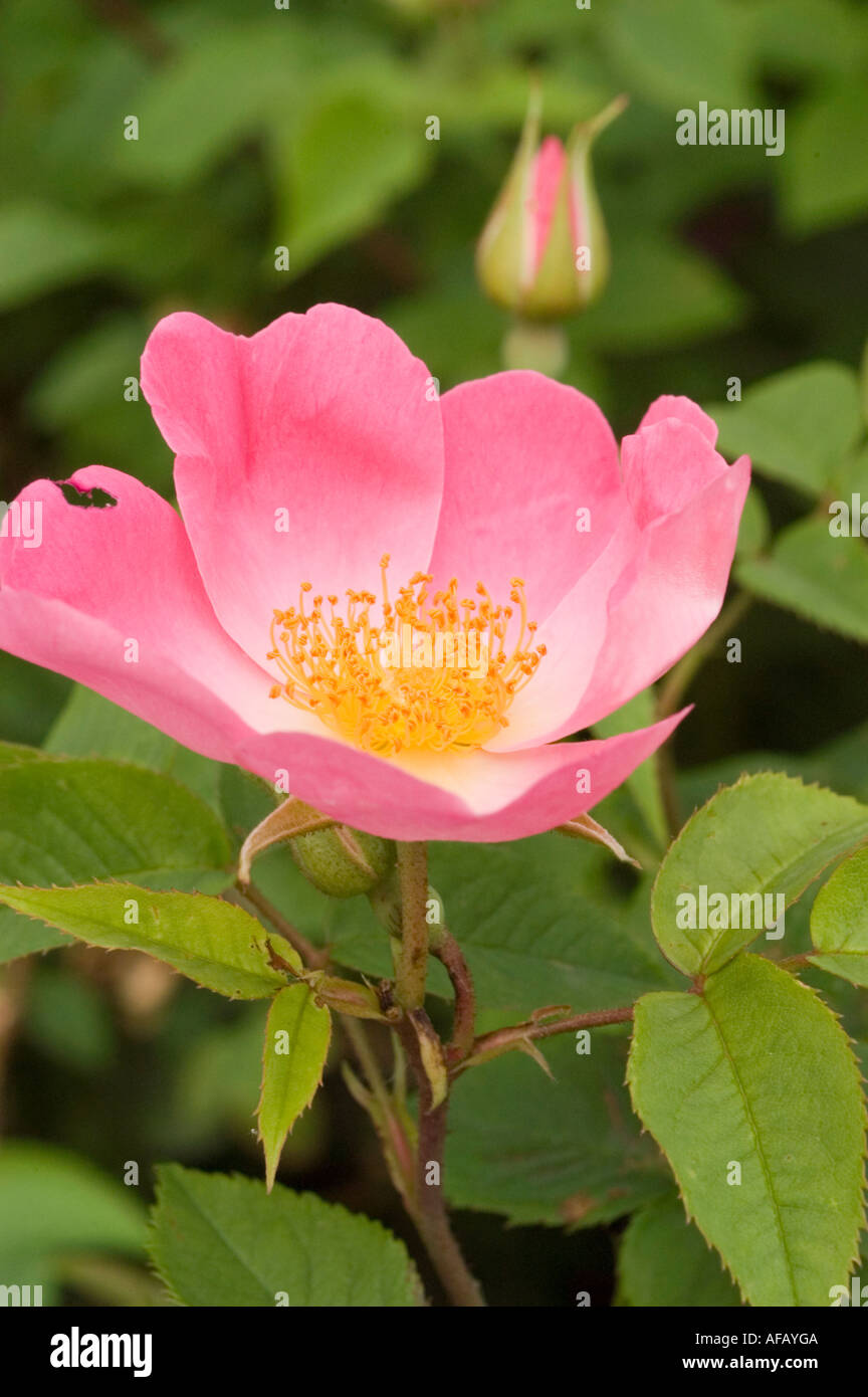 Rosa e rosa gialla fiore closeup Rose Rosaceae Rosa x bifera remontanty Sir du President Porchet Foto Stock