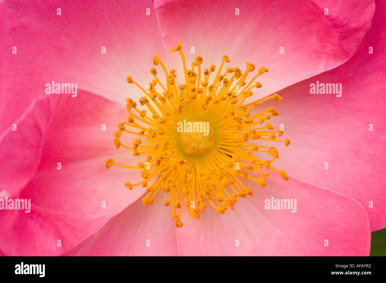 Rosa e rosa gialla fiore closeup Rose Rosaceae Rosa x bifera remontanty Sir du President Porchet Foto Stock
