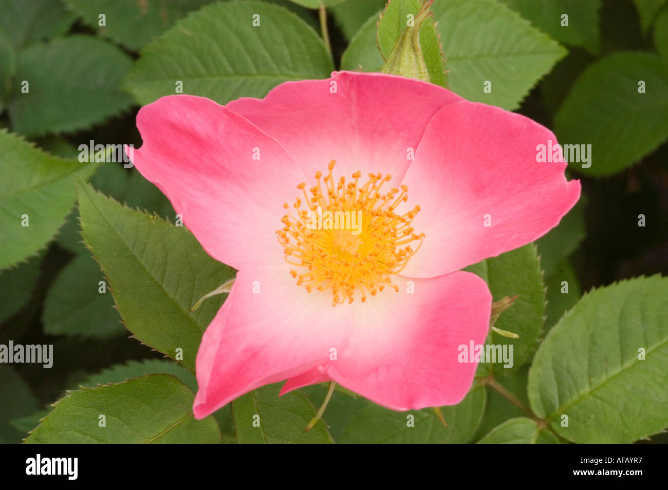 Rosa e rosa gialla fiore closeup Rose Rosaceae Rosa x bifera remontanty Sir du President Porchet Foto Stock