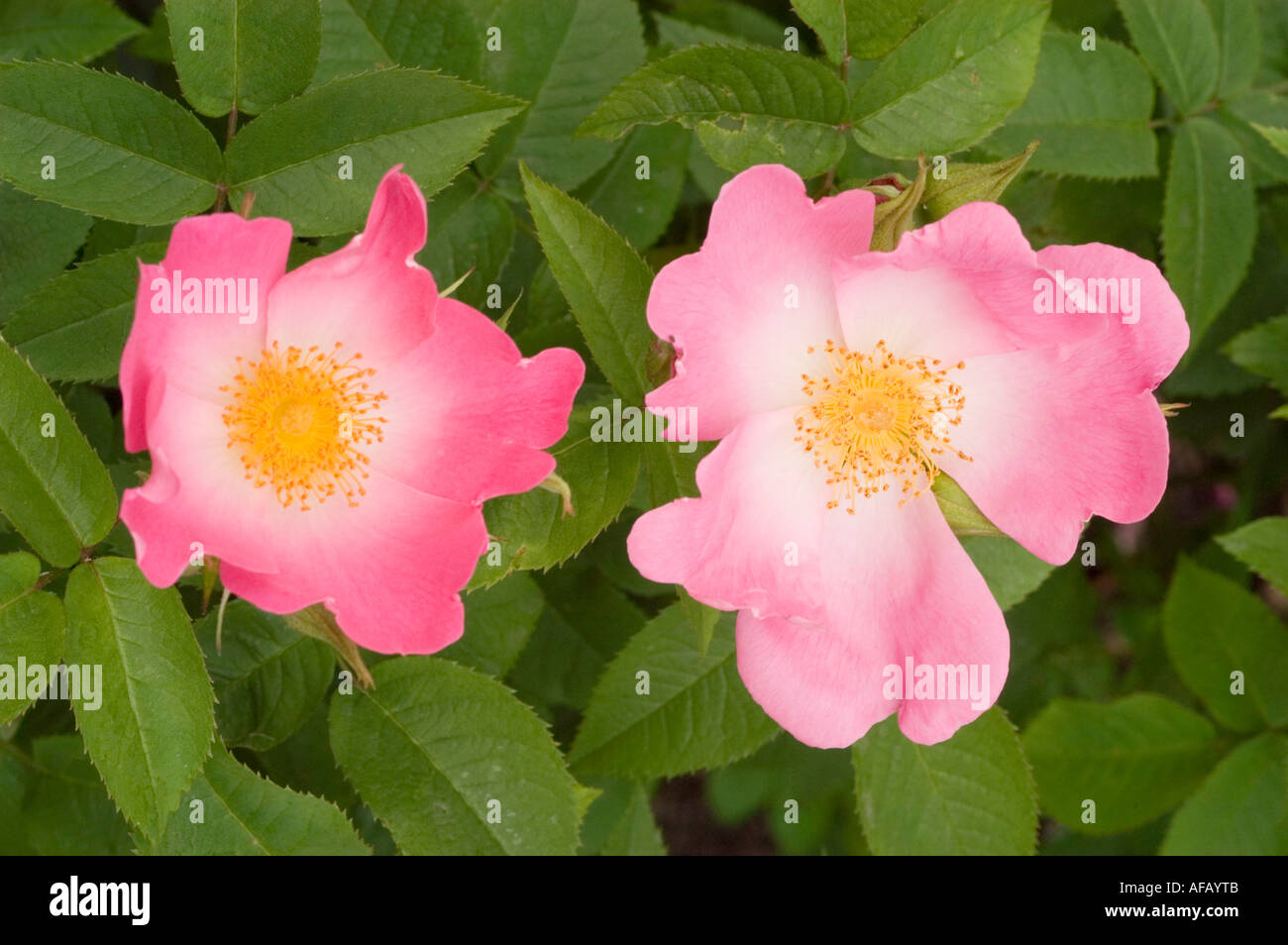 Rosa e rosa gialla fiore closeup Rose Rosaceae Rosa x bifera remontanty Sir du President Porchet Foto Stock