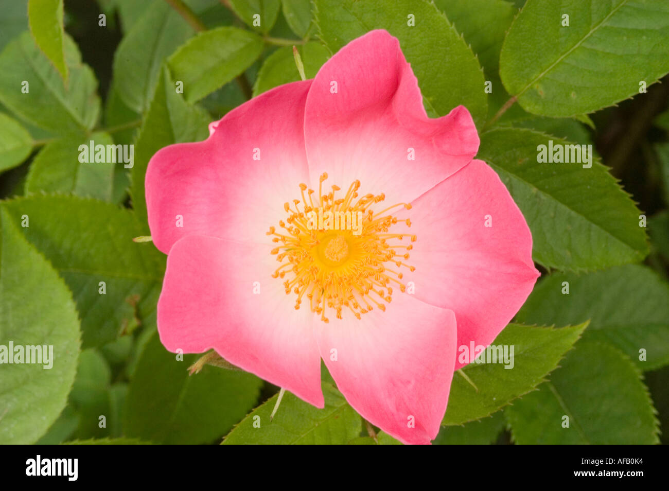 Rosa e rosa gialla fiore closeup Rose Rosaceae Rosa x bifera remontanty Sir du President Porchet Foto Stock