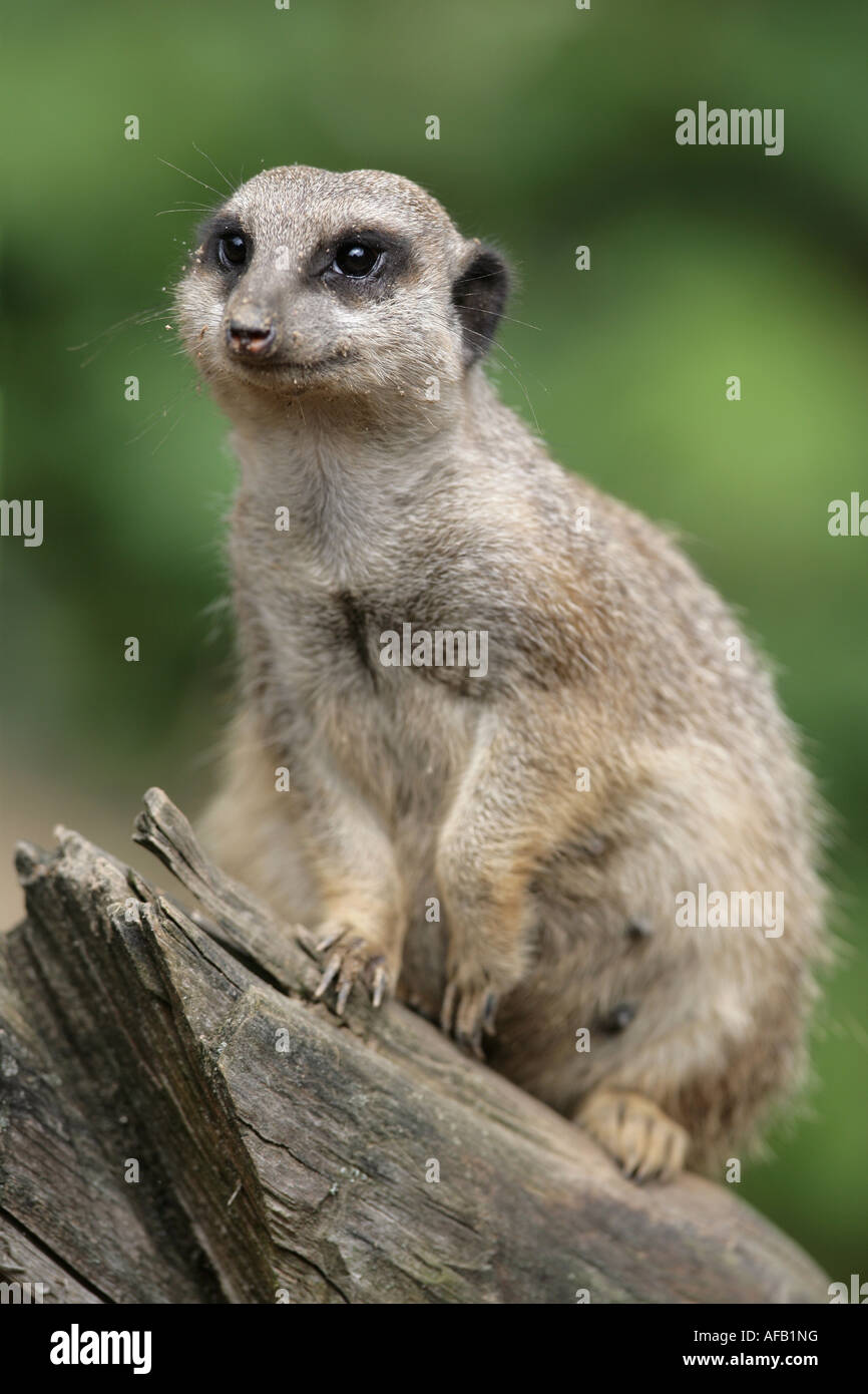 Massa Meerkat maschio alla ricerca di nemici - Suricata suricatta Foto Stock