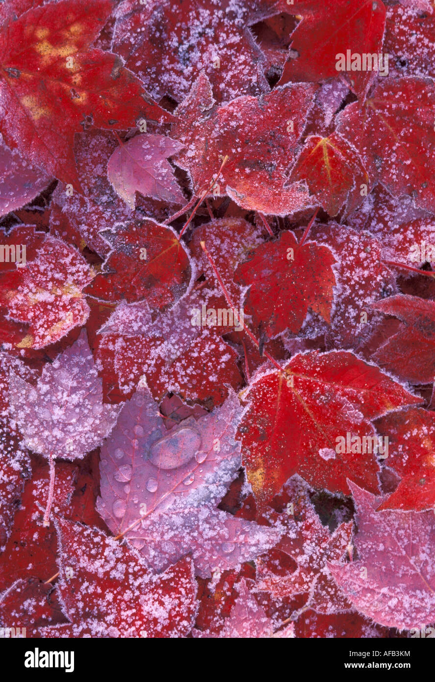 Frosty Red Maple Leaves Acer rubrum Eastern North America, by Skip Moody/Dembinsky Photo Assoc Foto Stock
