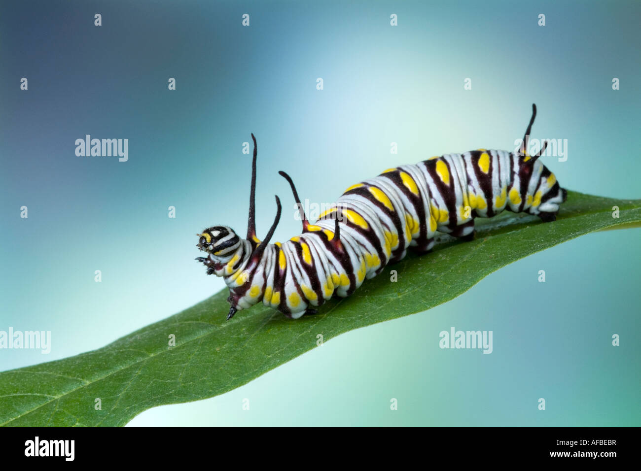 Regina Butterfly caterpillar 'Danaus gilippus' - nord e sud americana butterfly Foto Stock