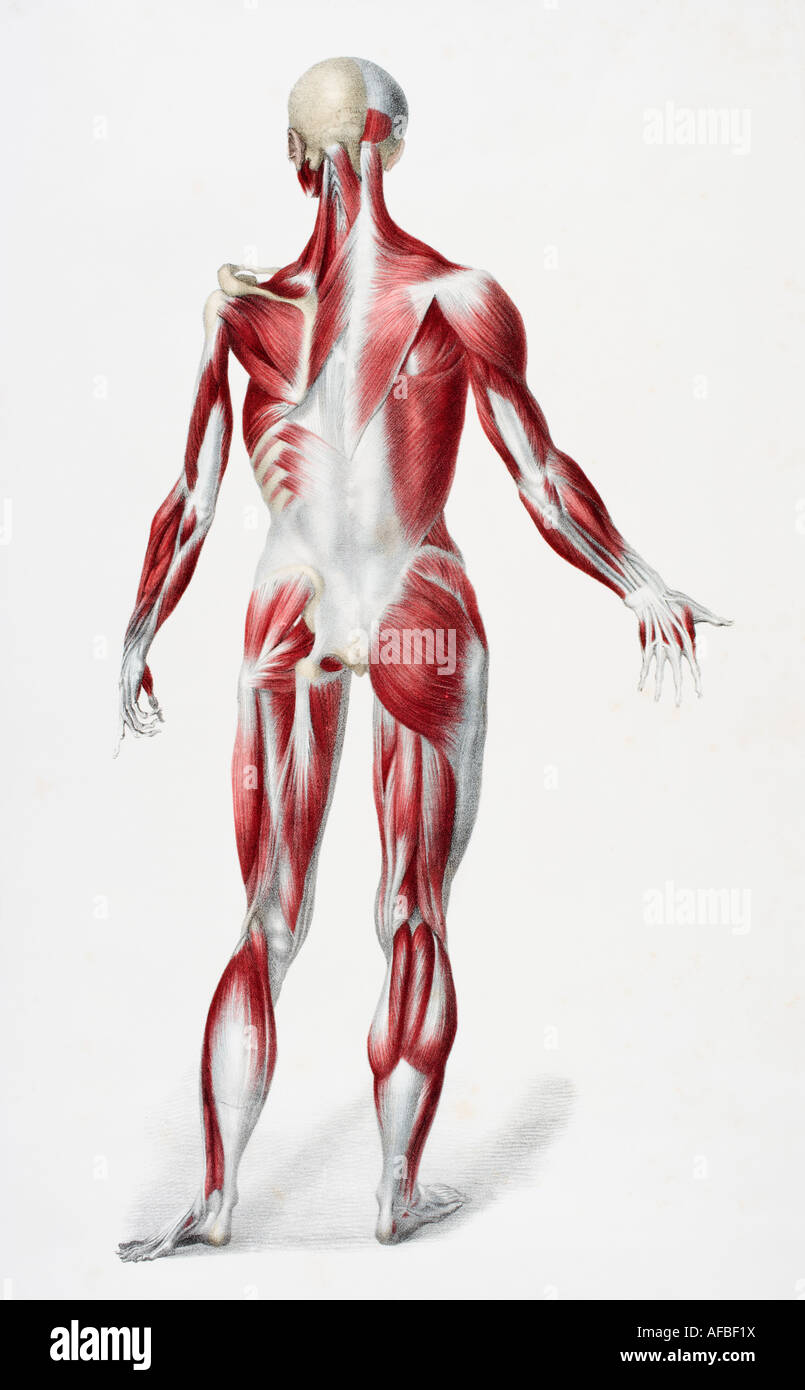 Retro del maschio corpo umano che mostra i tendini dei muscoli e delle ossa Foto Stock