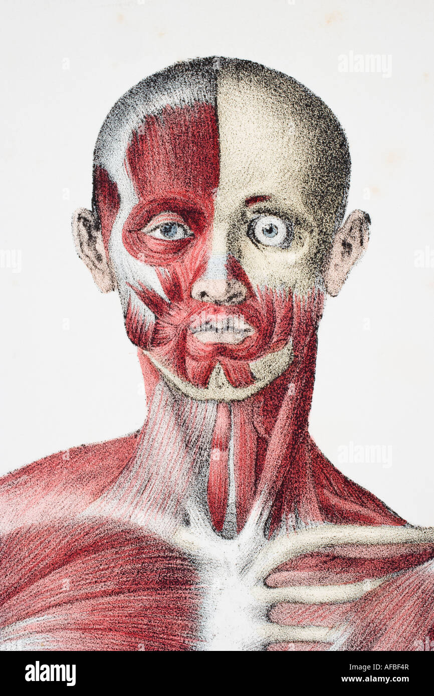La testa e le spalle del maschio corpo umano che mostra i tendini dei muscoli e delle ossa Foto Stock