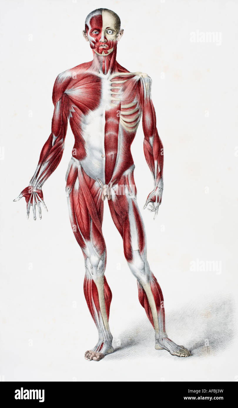 Parte anteriore del maschio corpo umano che mostra i tendini dei muscoli e delle ossa Foto Stock