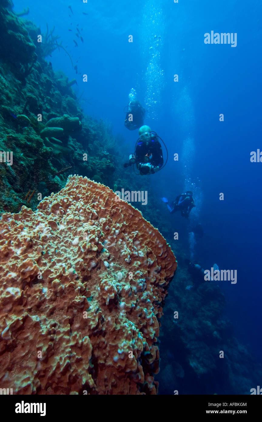 Una gigantesca spugna canna con i subacquei su una parete in Little Cayman Foto Stock