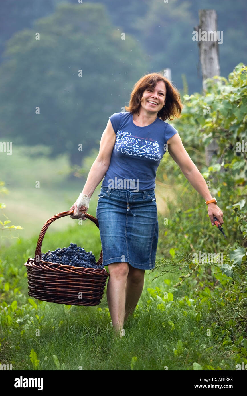 Donna sorridente porta uva nella vigna del Vermont. Foto Stock