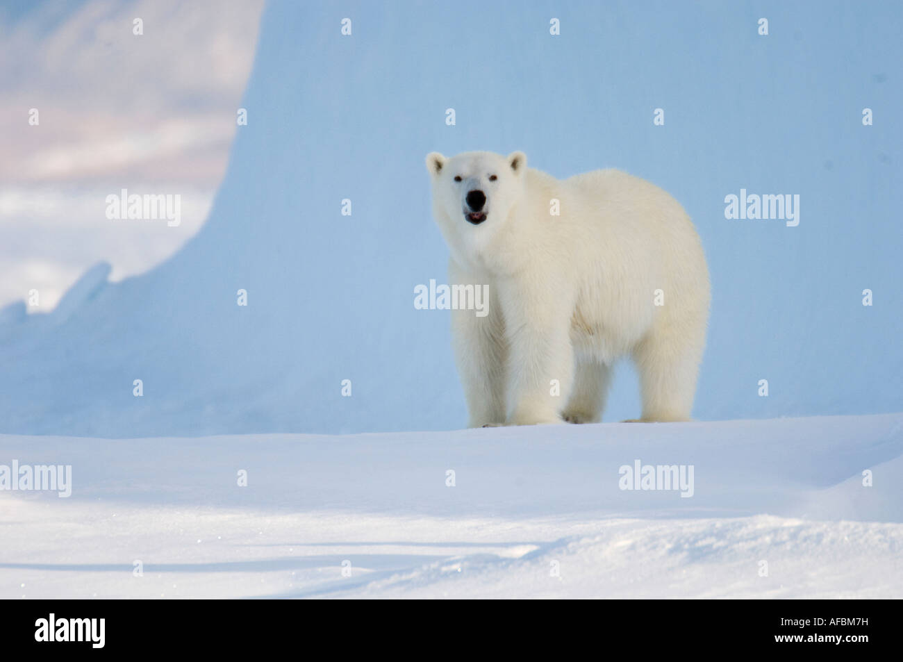 Femmina di orso polare in piedi e profumare l'aria Foto Stock