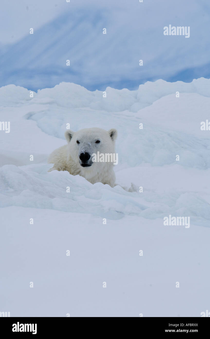 Maschio di orso polare pattuglie lungo il bordo floe in cerca di cibo Foto Stock