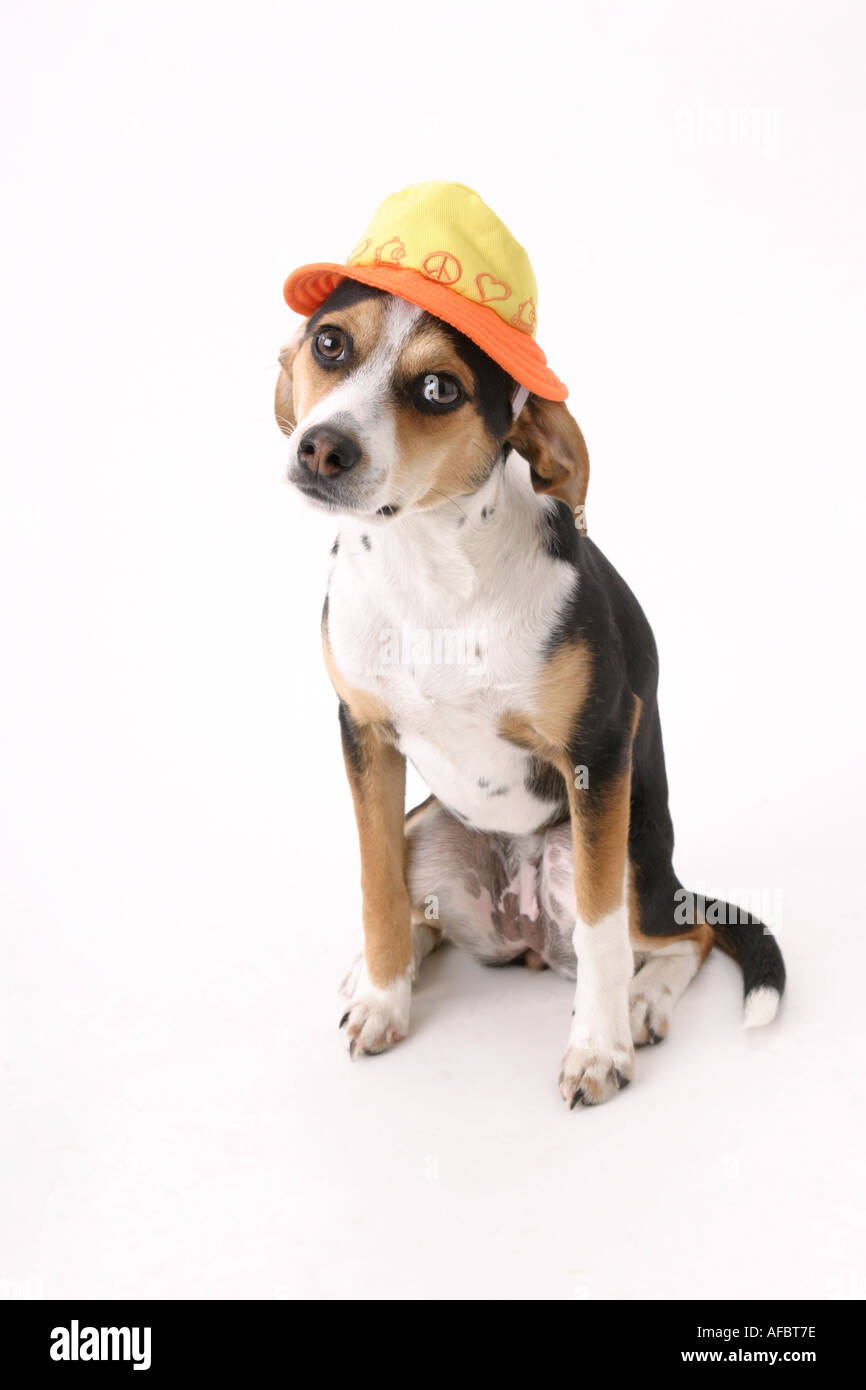 Cane da lepre con il cappello Foto stock - Alamy