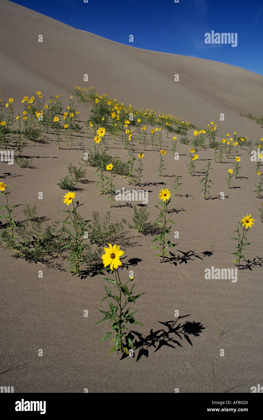 Prairie girasoli Grande dune sabbiose del Parco nazionale di Colorado USA Foto Stock