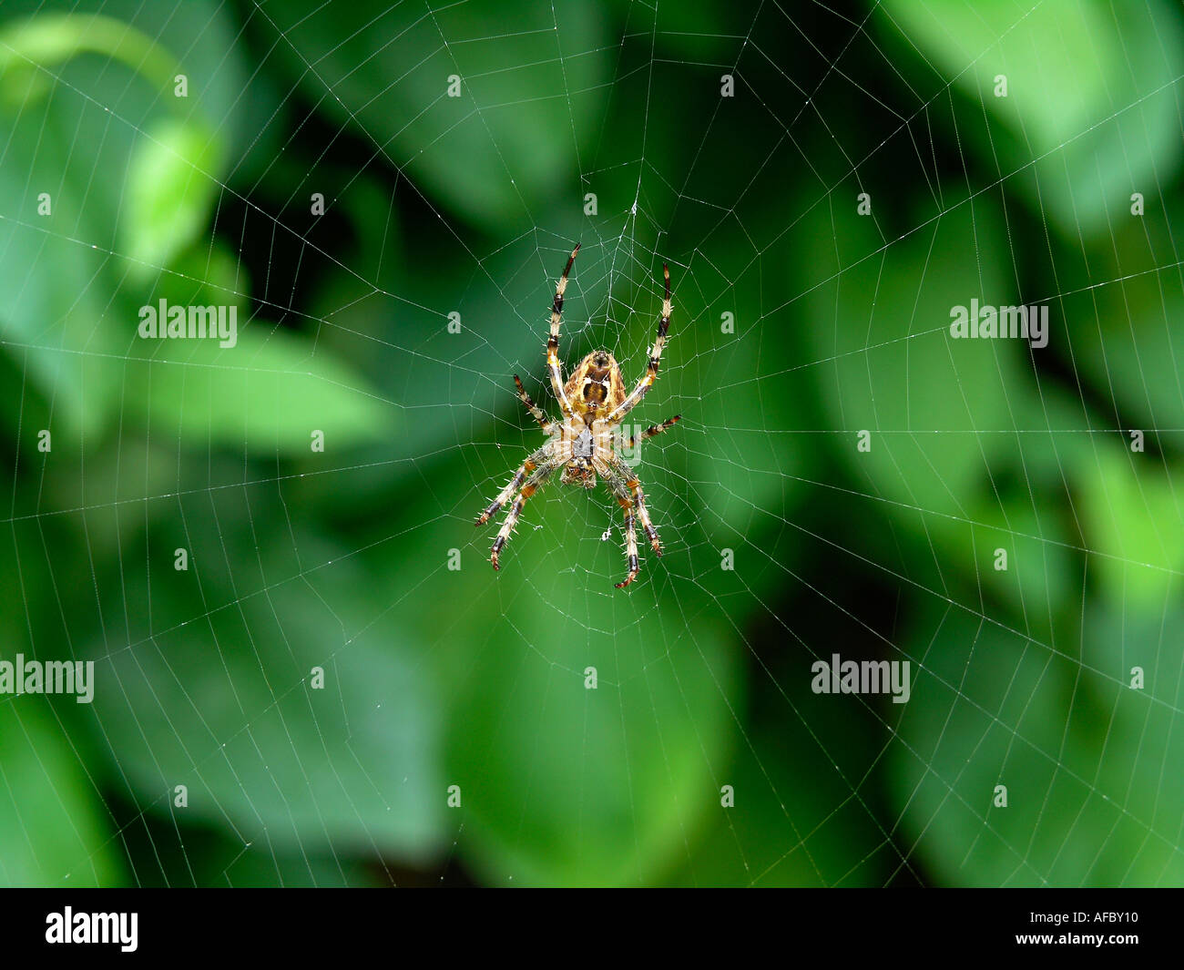 Giardino in comune ragno nel suo web Araneus diadematus Foto Stock