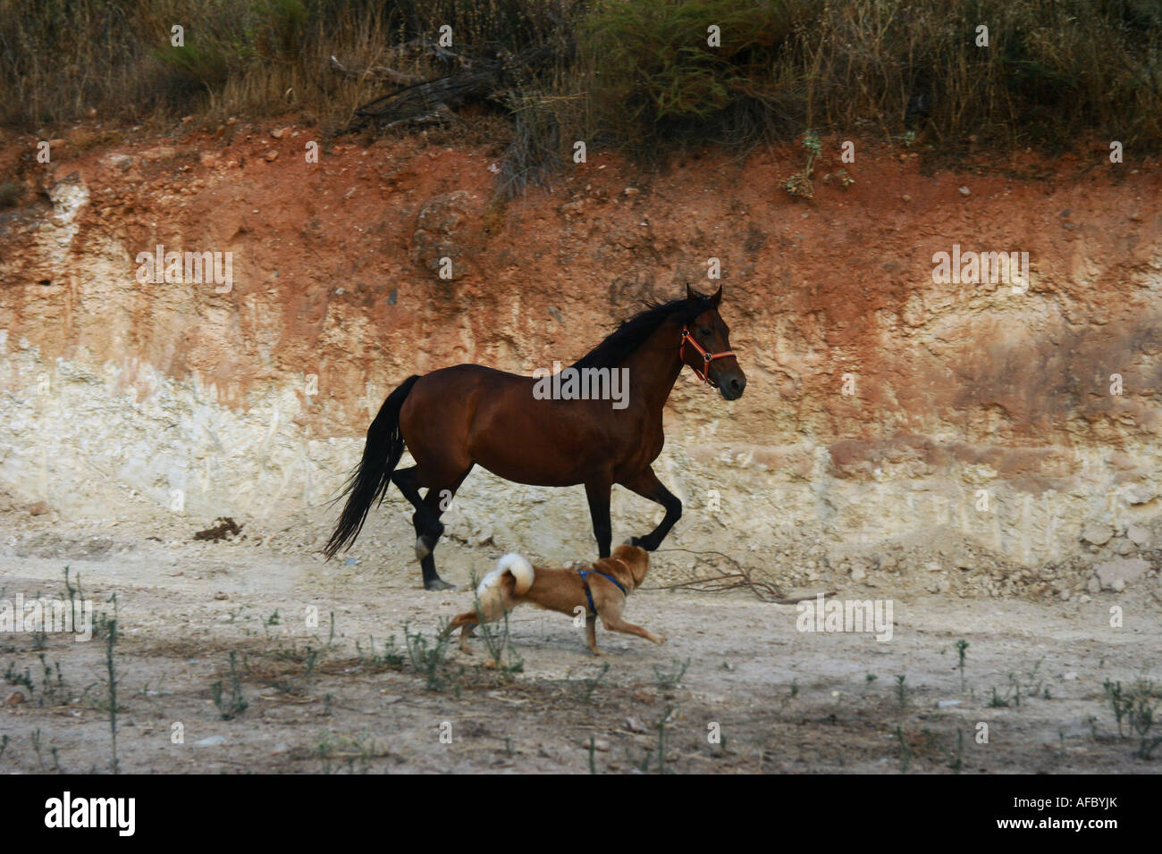 Chestnut mare e cane sharpey in esecuzione Foto Stock