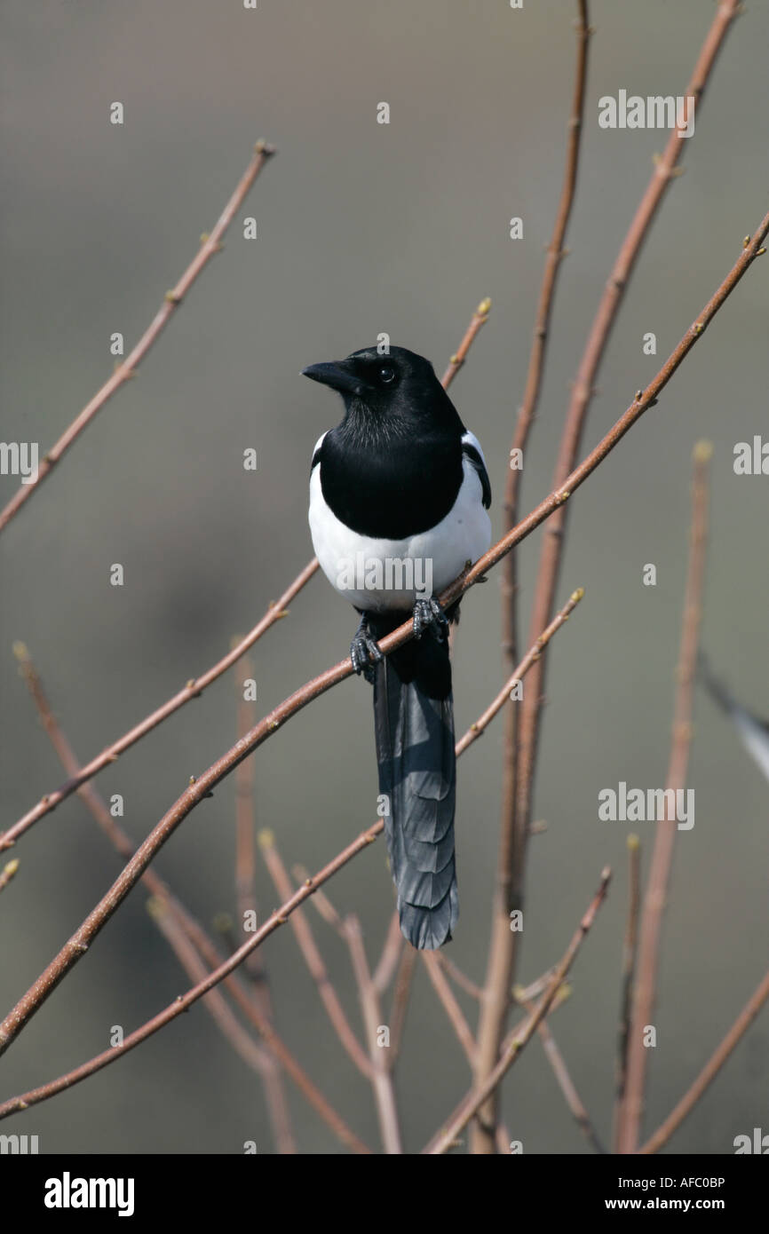 Gazza Pica pica Galles Foto Stock