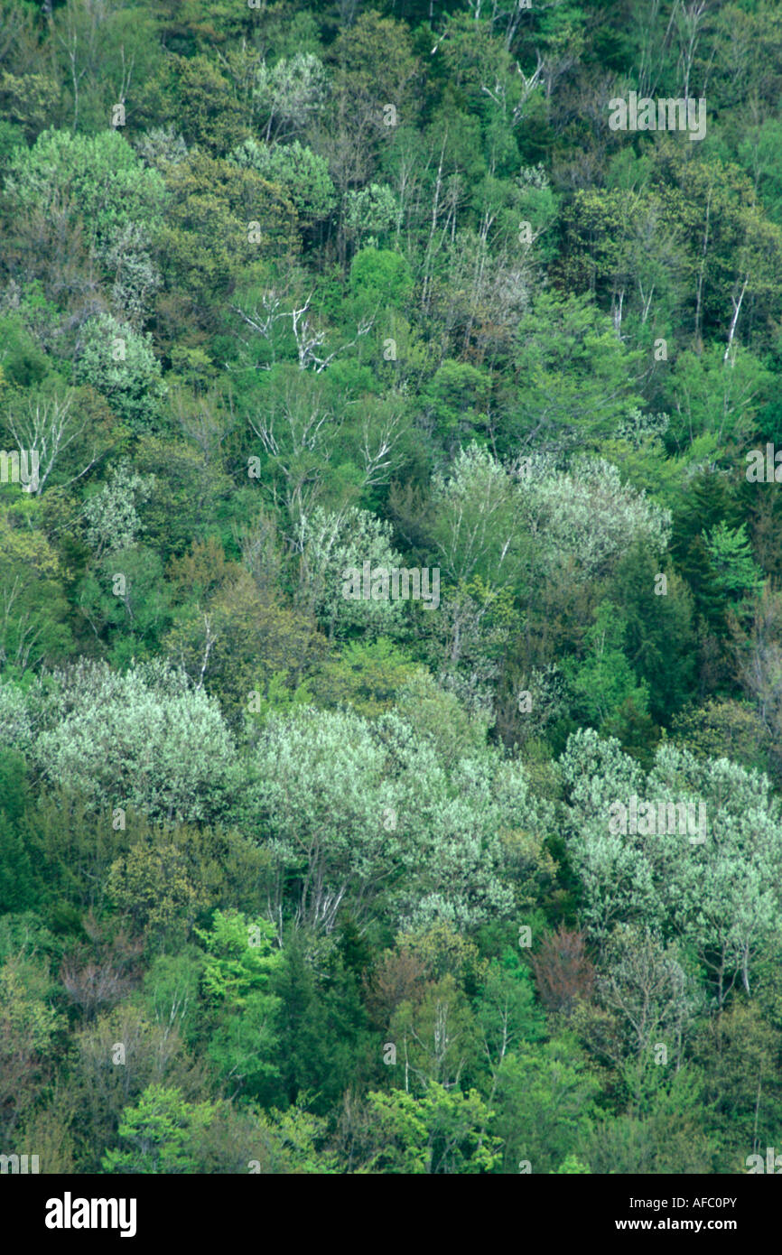 Inizio della primavera fogliame White Mountain National Forest New Hampshire Foto Stock