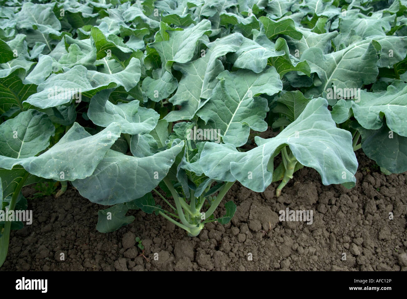 Kale piante che crescono in California Foto Stock