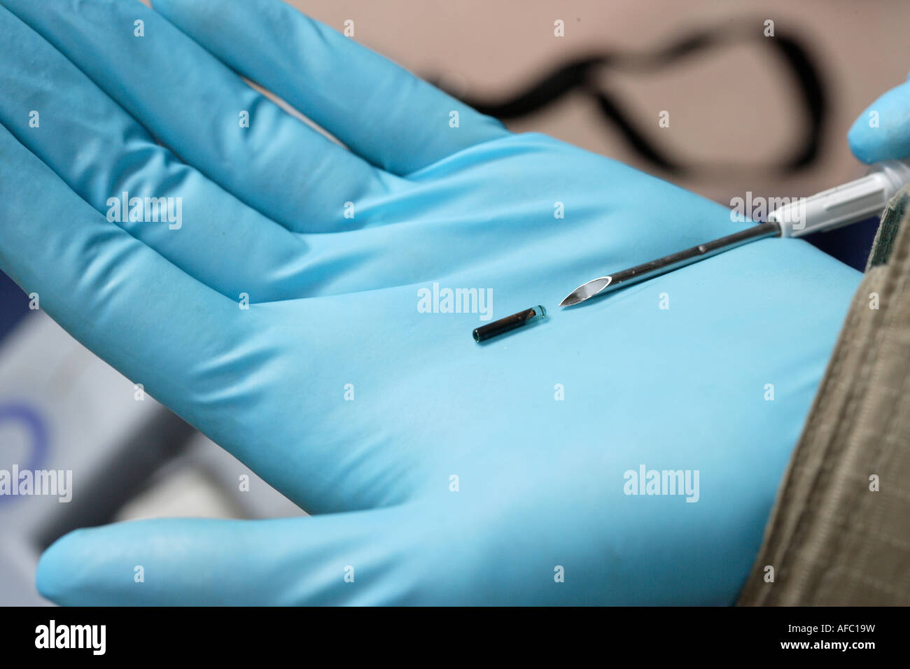 Lo zoo di veterinario Dr Sandra Silinski iniettato un jackass penguin questo chip di identificazione Foto Stock