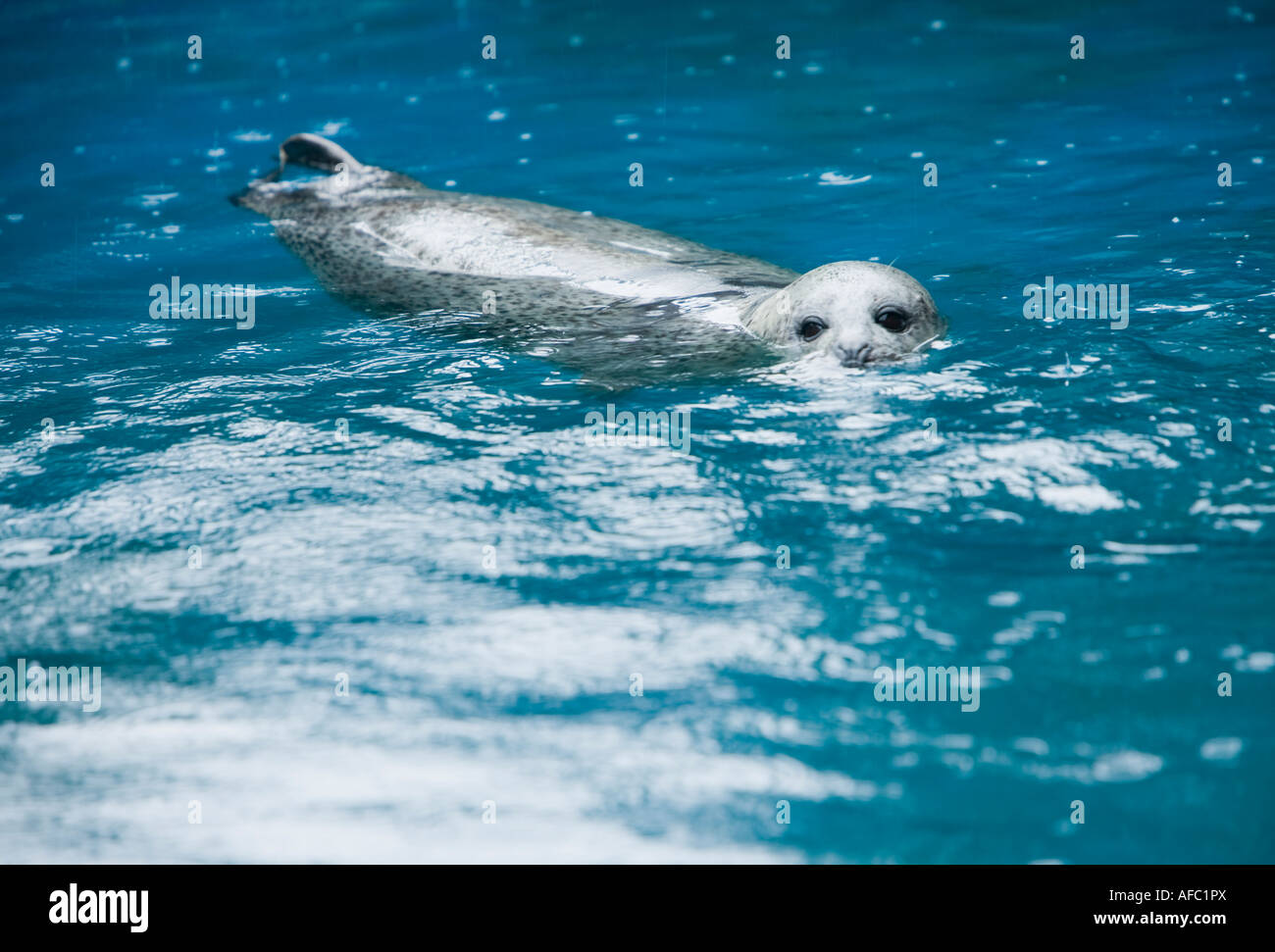 Guarnizione di tenuta sotto la pioggia a Loch Creran Foto Stock